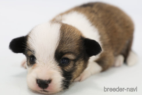 成約済の神奈川県のパピコー:パピヨン×コーギー-310236の1枚目